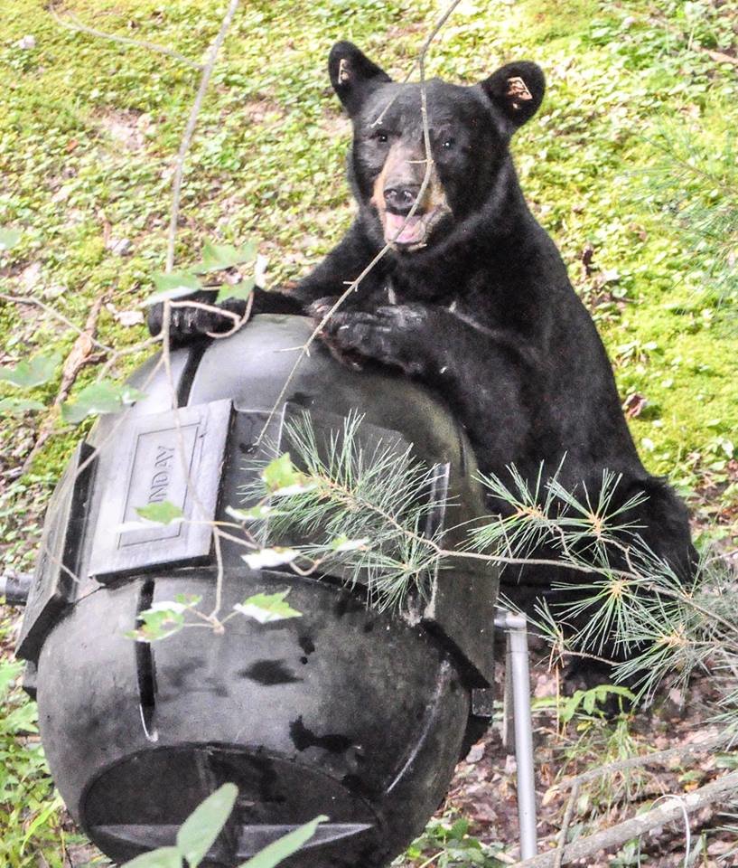 Conventional wisdom (I mean the Google) informs us that black bears usually go into hibernation around January 1 and that females give birth during that month. This one is named Hugo, lives near me, and still tries to get into the compost barrel once in a while...